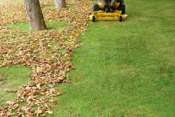 fall cleanup lawn leaves pickup removal